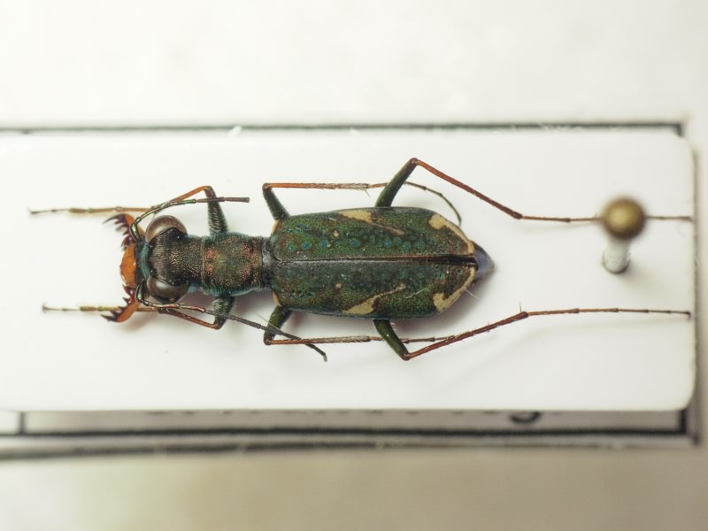 Cylindera obliquefasciata descendens